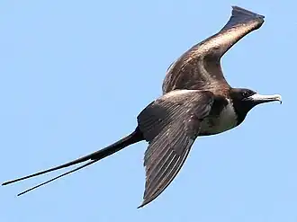 Magnificent frigatebird