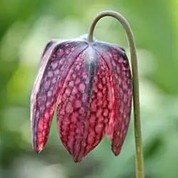 Flower of Fritillaria meleagris showing bell shaped perianth with tesselated segments