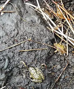 Common frogs, Rana temporaria, wintering under a habitat mat