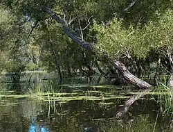 A Looking Glass Sanctuary in Clinton County