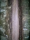 Close up of a frost crack with callus and bare timber