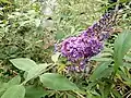 Buddleia, Buddleja sp., naturalised on mound