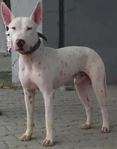 GULL_TERR_(PAKISTANI_BULL_TERRIER)