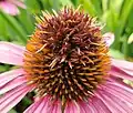 Galls on purple coneflower caused by an undescribed mite species