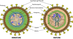 Diagram of gammaretrovirus virions