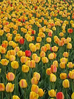 Canadian Tulip Festival in Ottawa, Ontario, 2007