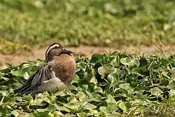 Garganey