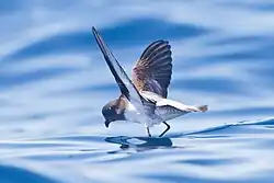 Grey-backed storm-petrel