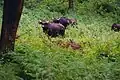 Gaur (bison) chital herd, BRT WLS Chamarajanagar