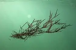 Gelidium sesquipedale