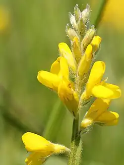 Close up of flowers