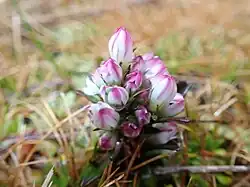 A small flower with pink and white petals in flower