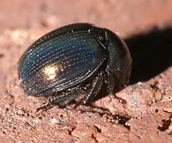 A color photograph of Germarostes aphodioides, a round, shiny black beetle