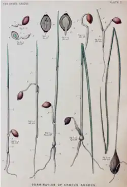 Illustrations of germinating crocus seed