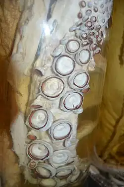 #49 (?/9/1879), Closeup of the same specimen, showing the enlarged suckers of the tentacular club. The morphology of this tentacle was studied by Roeleveld (2002).