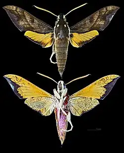 Gnathothlibus brendelli