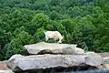 A goat at Mystic Rock (probably from the Nemacolin Woodlands Resort zoo)