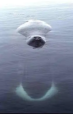 Bowhead whale sleeping