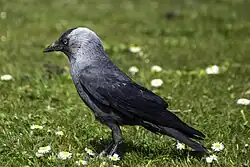 Eurasian jackdaw, Roma, Gotland