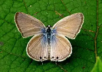 Dorsal view (male)