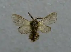 Adult specimen of Phalacropterix graslinella (Oiketicinae)