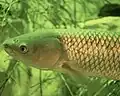 Grass carp (Ctenopharyngodon idella)