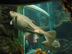 Spawning female in captivity