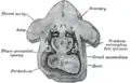 Figure obtained by combining several successive sections of a human embryo of about the fourth week.