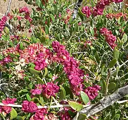 Grayia spinosa, Chenopodioideae