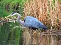 Great Blue Heron on Estabrook Park Pond