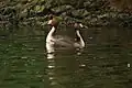 Great crested grebe courtship display at Hyde Park, London