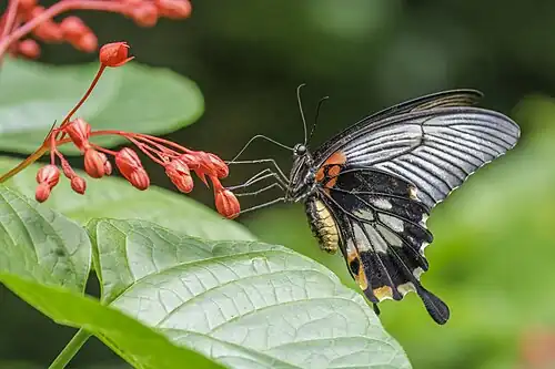 Female alcanor, Hong Kong