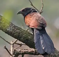 at Narendrapur near Kolkata, West Bengal, India
