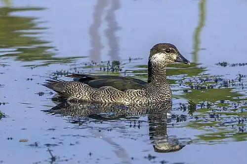 Immature, The Northern Territory