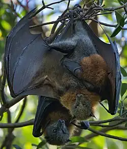 Brown bats