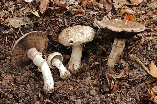 Agaricus subperonatus (J.E.Lange 1926) Singer 1949