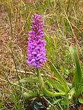 fragrant orchid