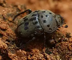 Gymnopleurus miliaris