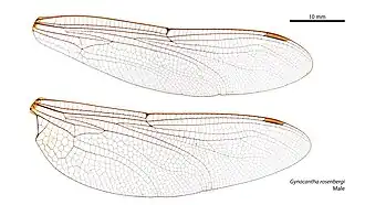Male wings