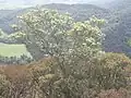 Habit on Dome Mountain in Dorrigo National Park