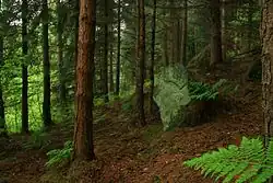 Woodland at Hardcastle Crags