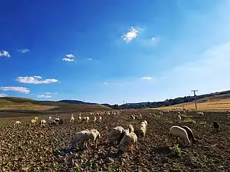 Harmanpınar countryside, Çiçekdağı