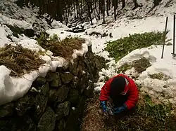 A farmer's wife, helping her husband to harvest Hikimi wasabi. Her husband digs up wasabi, and she prepares them for shipment.