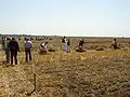 Harvest in Skorenovac