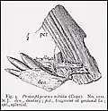 Holotype of Protosphyraena nitida (from Hay, 1903); portions of dentary, splenial, pectoral fin