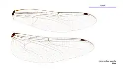 Male wings