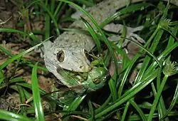 White lizard with dark spots in the grass with a large cicada filling its mouth