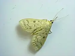 Herpetogramma sp.