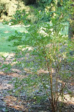Mature shrub