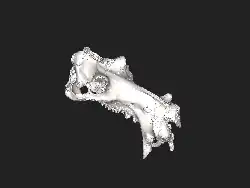 Interactive 3D partial skull scan